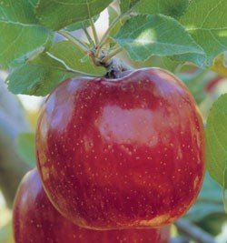 Autumn Rose Fuji apples