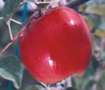 Auvil Early Fuji apples