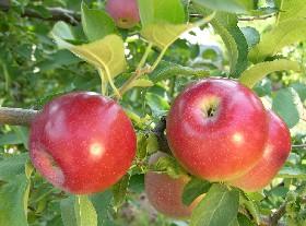 Crown Empire apples