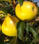 Golden Delicious apples