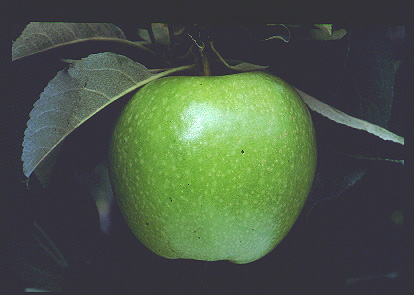 Granny Smith apples