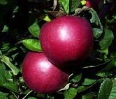 Hampshire MacIntosh apples