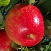 Honeycrisp apples