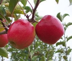 Pink Lady apples