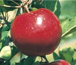 Red Rome apples